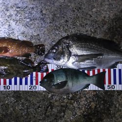 根魚探索 ナイトゲーム編