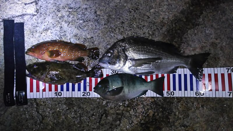 根魚探索 ナイトゲーム編