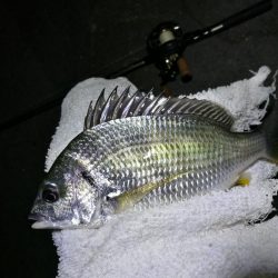 南港カモメ大橋釣行 (真チヌ40cm、小キビレ釣果有りマス)