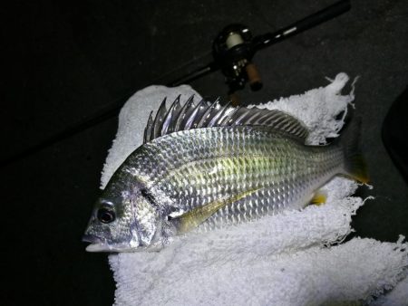 南港カモメ大橋釣行 (真チヌ40cm、小キビレ釣果有りマス)