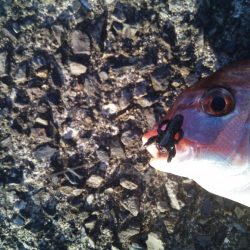 ヘチ釣りでヘダイ48ｃｍ！ワームでマダイ！