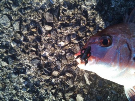 ヘチ釣りでヘダイ48ｃｍ！ワームでマダイ！