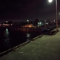 南港フェリーのヘチ釣り (小キビレ釣果のみです)