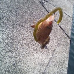 ヘチ釣りで良型マダイ!