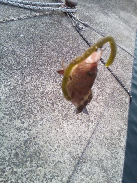 ヘチ釣りで良型マダイ!