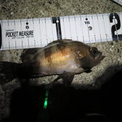 天ぷら狙いのキスは不発