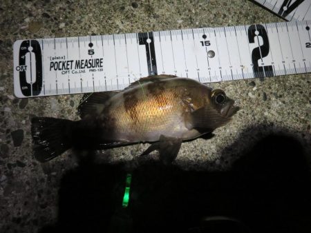 天ぷら狙いのキスは不発