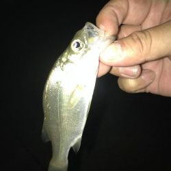 ガッシーマンションの沖には！