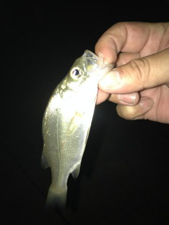 ガッシーマンションの沖には！