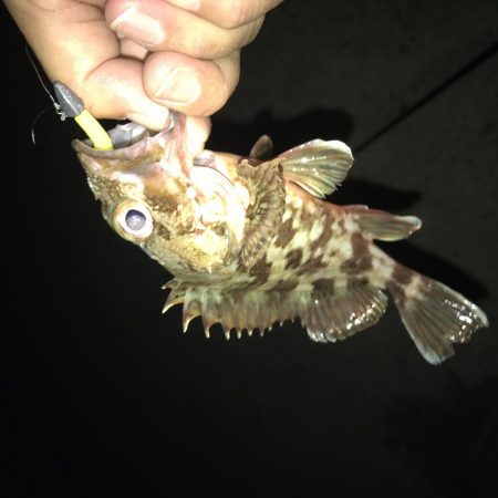 サナギフカセナイト2nd