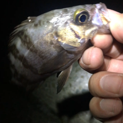 サマーメバリング