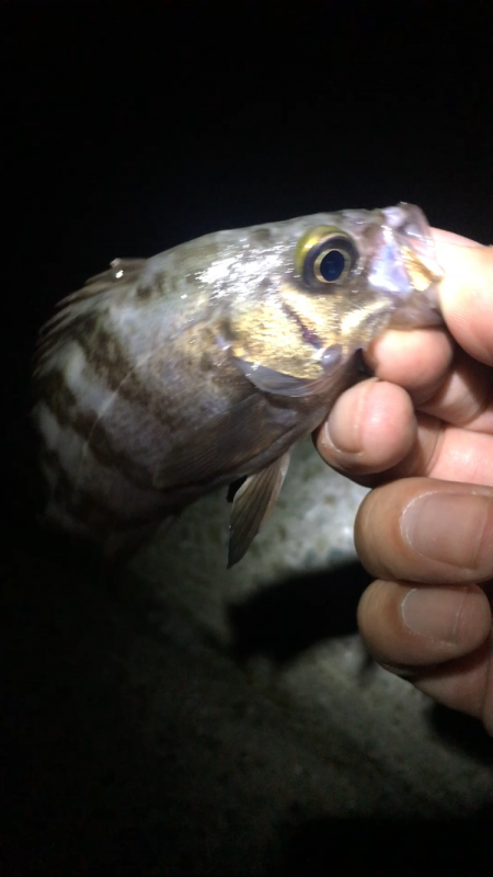 サマーメバリング