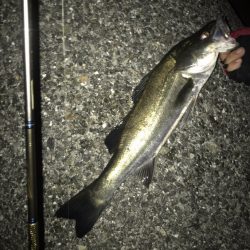 メバル・シーバス