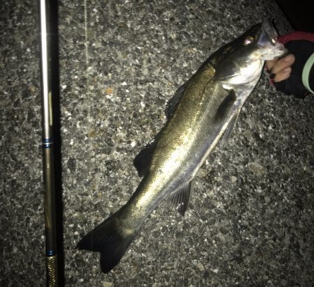 メバル・シーバス