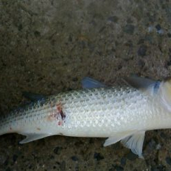 青物とボラを間違えて・・・