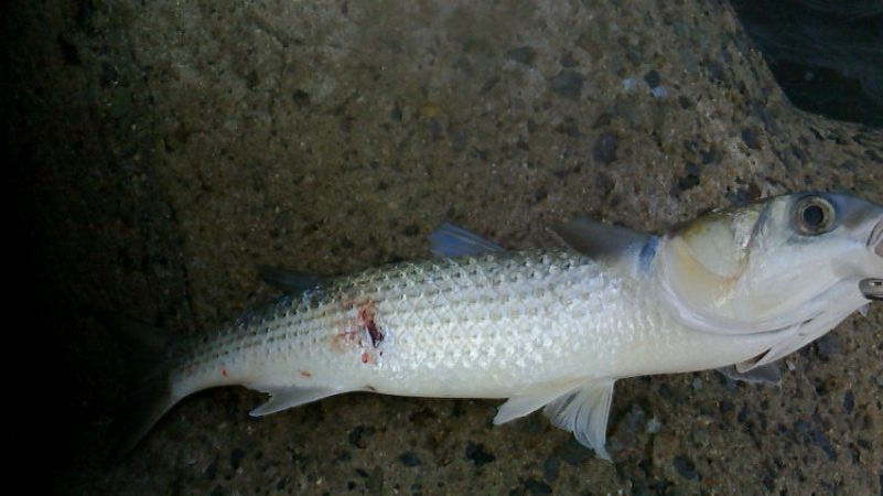 青物とボラを間違えて・・・