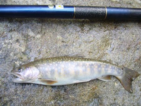 雨上がりの渓谷にて