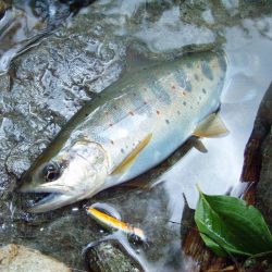 渓流ミノーイング 増水の渓