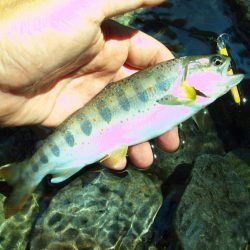 渓流ミノーイング