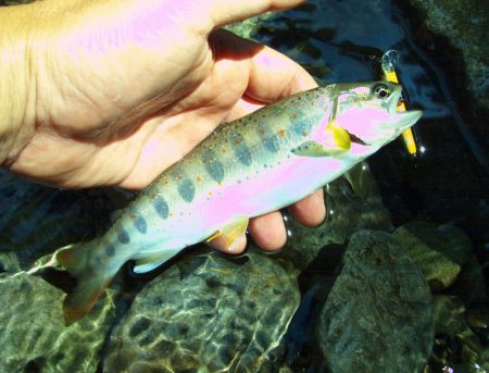 渓流ミノーイング