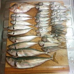 大サバのウキ釣り＆サビキ