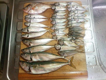 大サバのウキ釣り＆サビキ