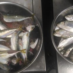 アジが居ない！