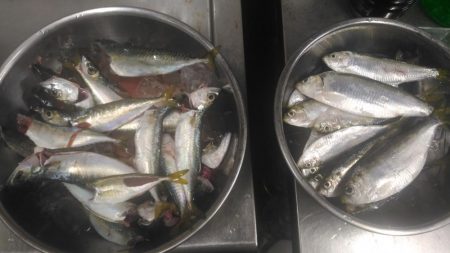 アジが居ない！