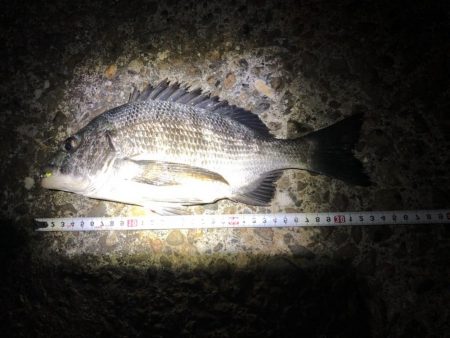 ライトゲーム釣果がありすぎて載せきれません…