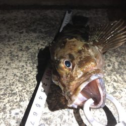 アオリイカまだまだ釣れてます。カサゴはサイズそこそこ