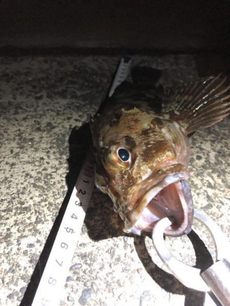 アオリイカまだまだ釣れてます。カサゴはサイズそこそこ