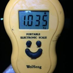 雨だけどアオリイカ釣りに行きました