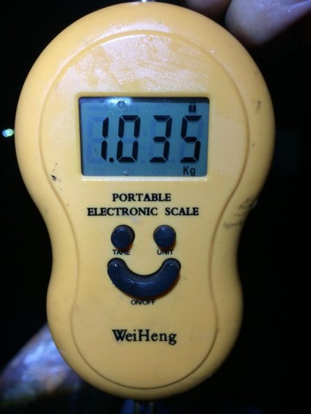 雨だけどアオリイカ釣りに行きました