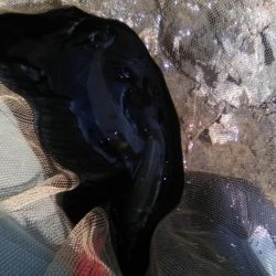 上桂川山国地区潜没橋での友釣り