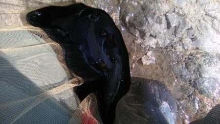 上桂川山国地区潜没橋での友釣り