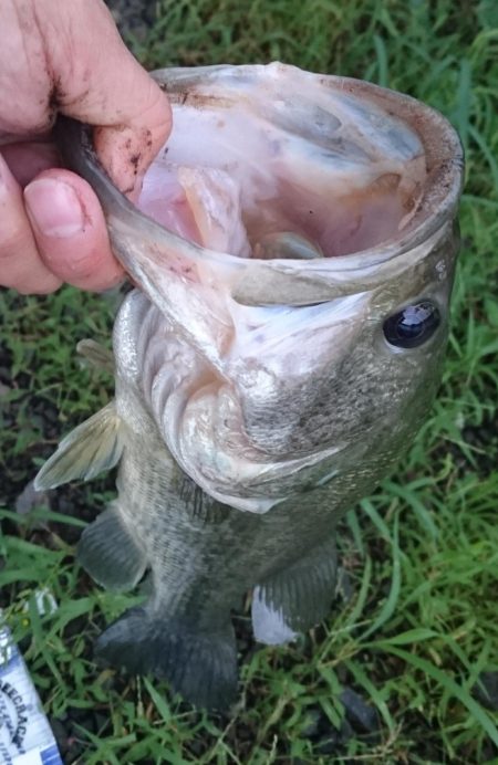 増水してももカバー奥にピッタリ
