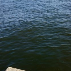 ジグサビキでサゴシ！