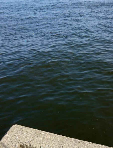 ジグサビキでサゴシ！