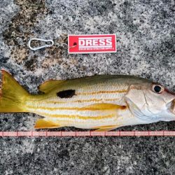 強風が収まり17日ぶりの釣果