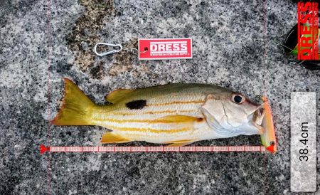 強風が収まり17日ぶりの釣果