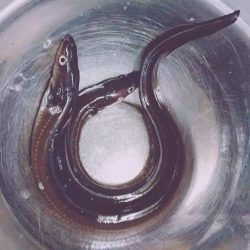 初アナゴとサビキ