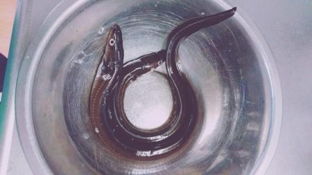 初アナゴとサビキ