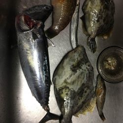 しょあじぎんぐ