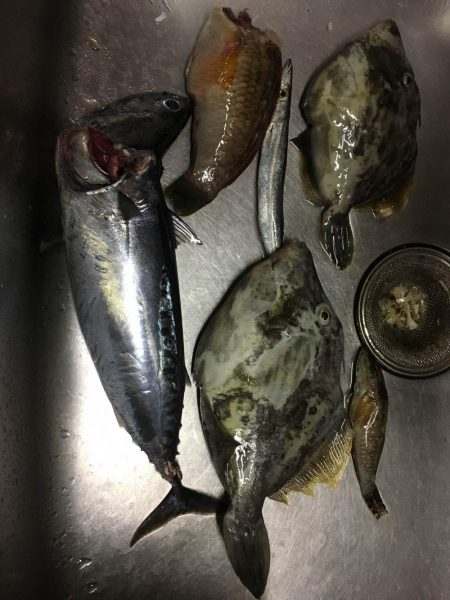 しょあじぎんぐ