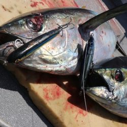 へいみつ丸 釣果