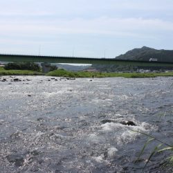 狩野川(狩野川漁業協同組合) 釣果