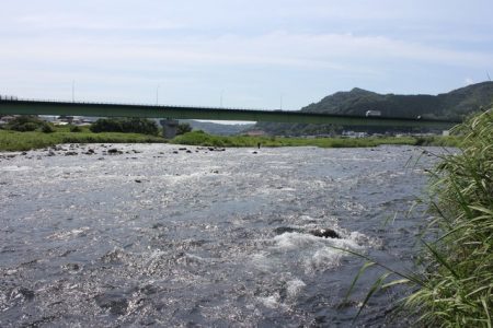 狩野川(狩野川漁業協同組合) 釣果