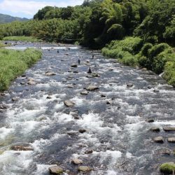 狩野川(狩野川漁業協同組合) 釣果