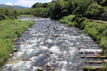 狩野川(狩野川漁業協同組合) 釣果