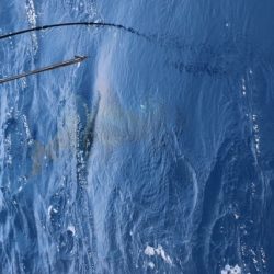 へいみつ丸 釣果